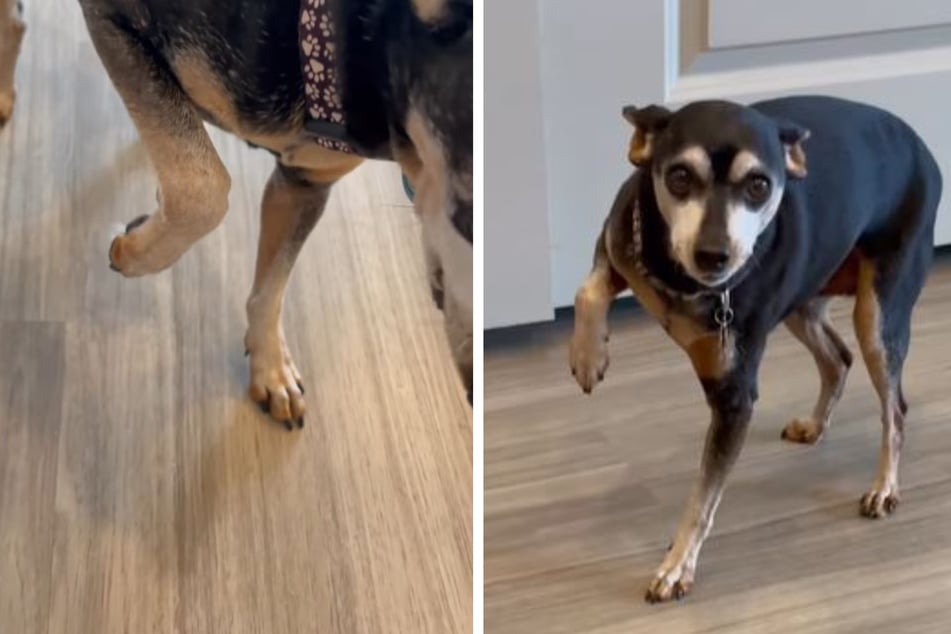 This dog figured out that faking a limp would get him lots of treats.
