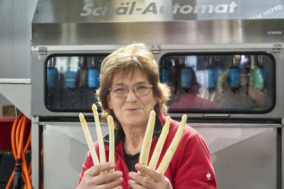 So muss Spargel aussehen: Holgers Schwester Sybille Rosmej (64) arbeitet auf dem Spargelhof Kaltschmidt.
