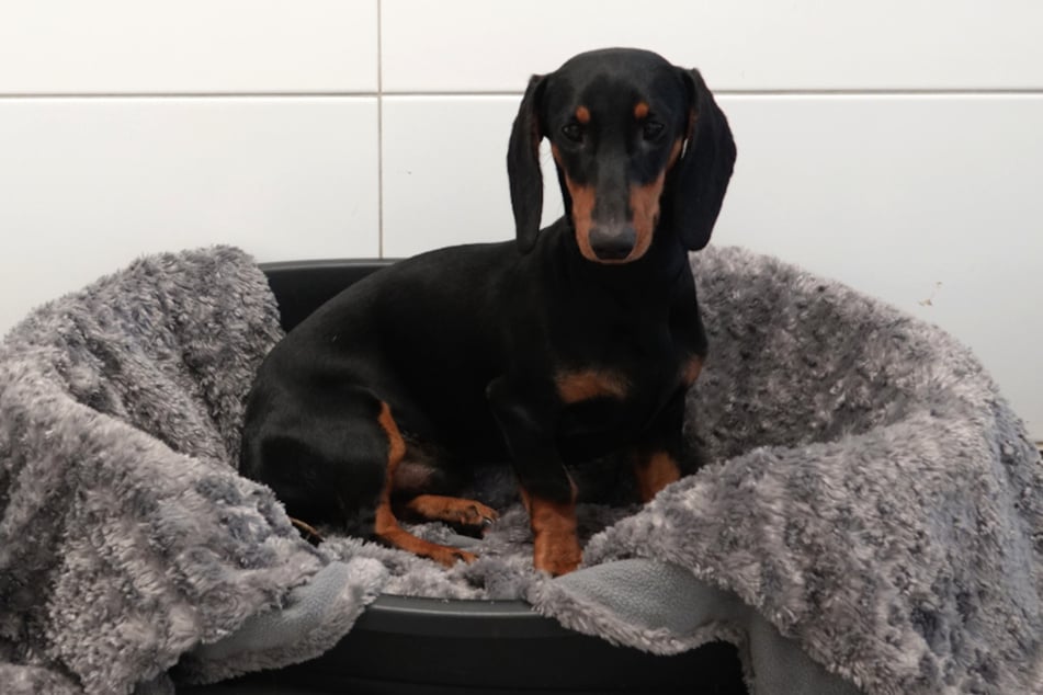 Loki wurde auf der Straße gefunden, die zum Tierheim in Kiskunhalas führt.