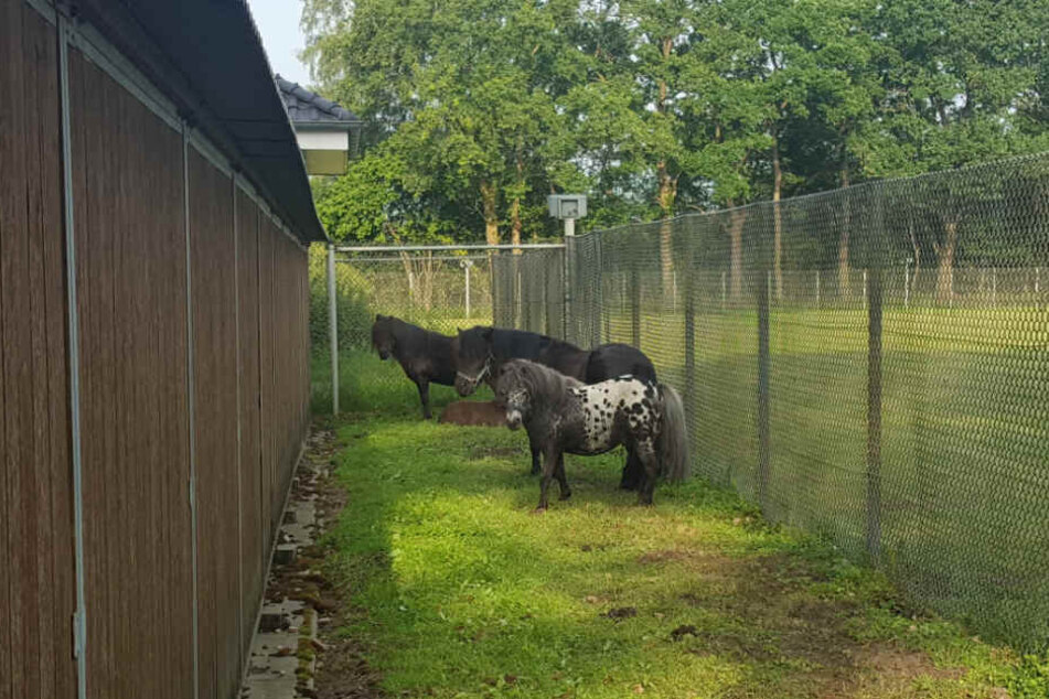 Unter den Gästen waren auch vier Ponys.