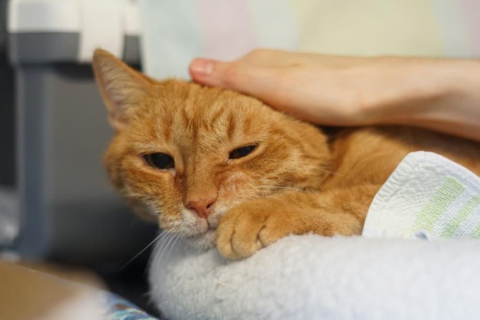 Kater Paulchen ist seit Mitte September im Tierheim in Hamburg untergebracht. Er hat seinen langjährigen Halter verloren.