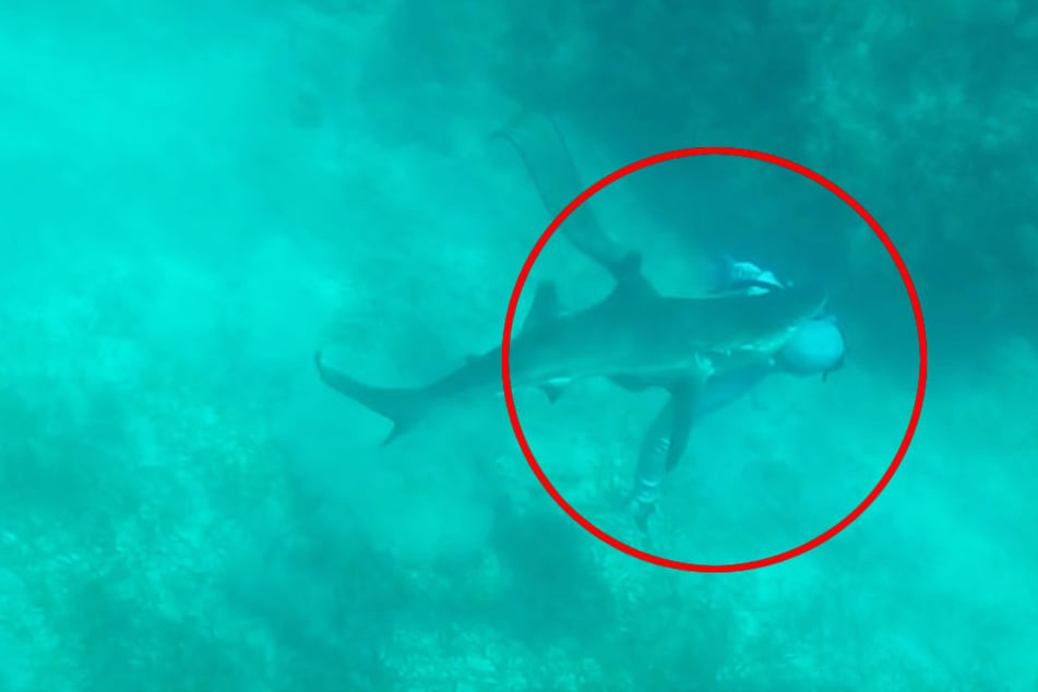 Der Moment des Angriffs: Hier beißt der Hai will direkt in Kopf und Nacken.