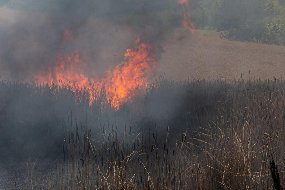 Das Feuer brach auf einem Getreidefeld im sächsischen Schmölln-Putzkau aus.