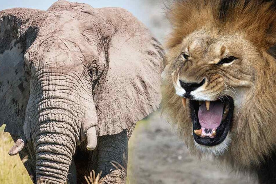 Ein Elefant wurde zum Mörder, Löwen fraßen das Opfer (Symbolbilder).