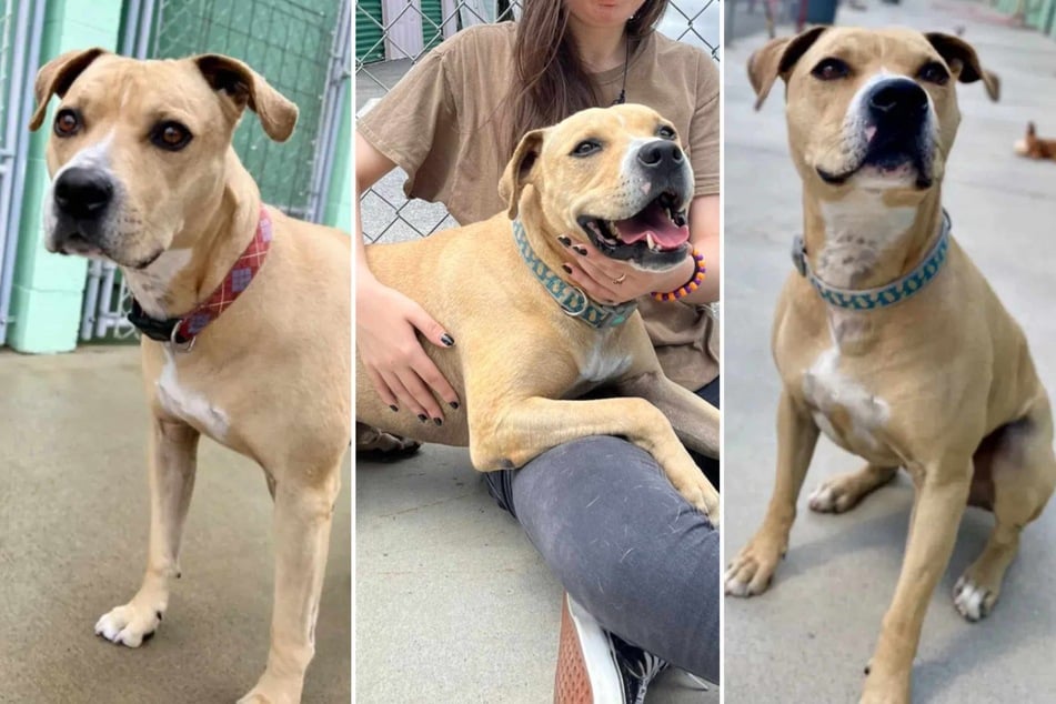 This precious rescue dog has been eagerly waiting for a home in an animal shelter for over 2,000 days, which is much longer than anyone else at the facility.