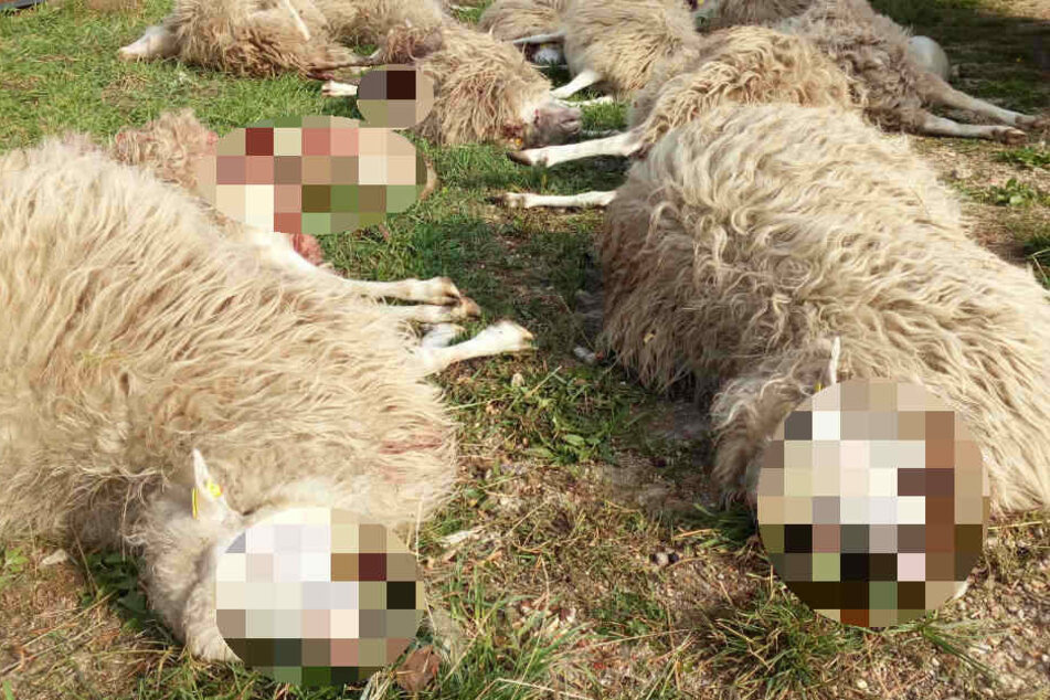 Fünf tote und zwei verletzte Tiere wurden im Landkreis Leipzig gefunden. (Symbolbild)