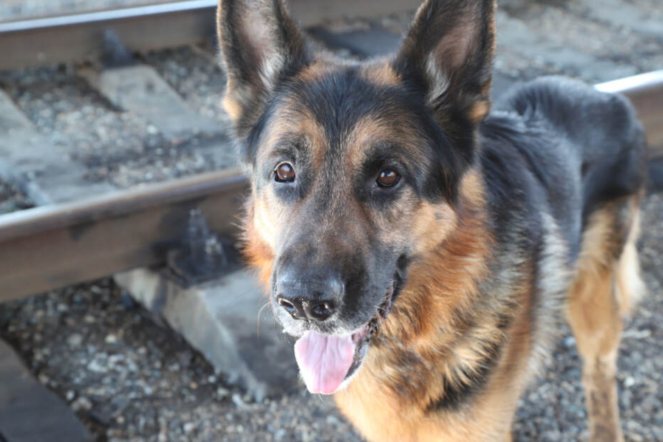 Hunde sind auch bei Polizei und Sicherheitsdiensten treue Gehilfen, die Leben retten. (Symbolbild)