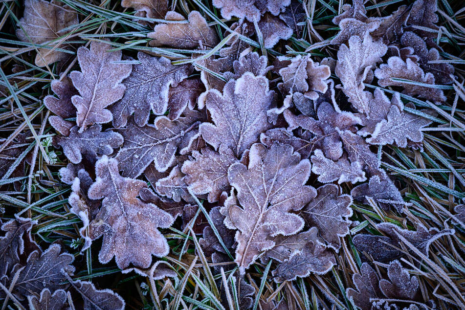 Berlin und Brandenburg starten frostig, aber trocken in den Donnerstag.