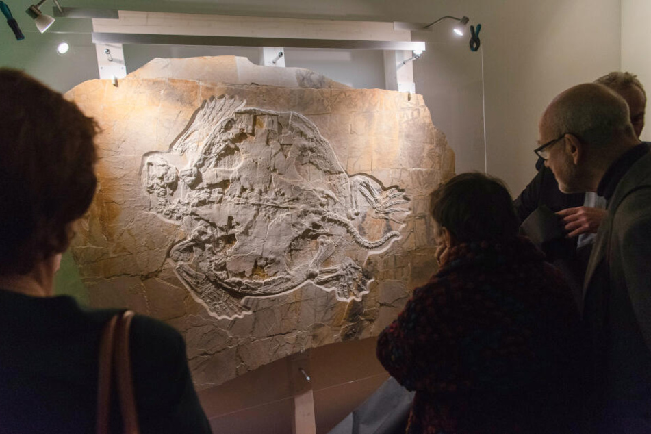 Besucher des Naturkundemuseums begutachten das neu präsentierte Fossil.