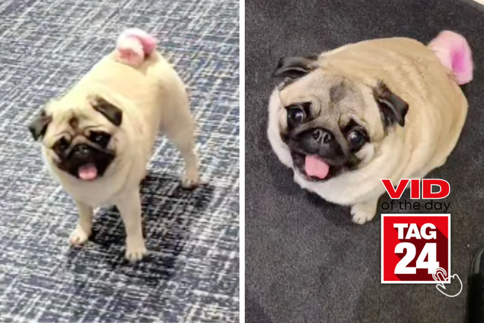 One half of The Pug Twins Mija is showing off her pink tail in today's Viral Video of the Day!