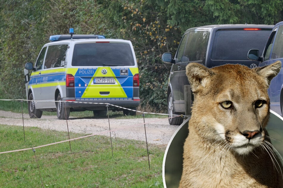 München: Puma-Rätsel in München ungelöst: Experte hat Vermutung