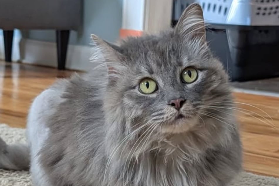 Willow hat nach ihrer Rückkehr kein Glück gehabt. Derzeit wartet sie auf ein Happy End.