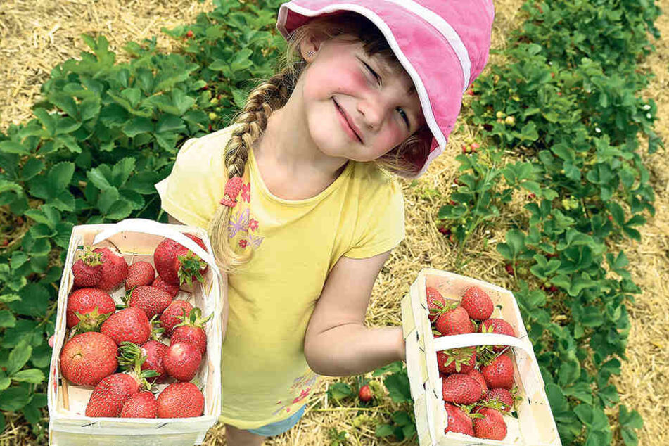 Für die Kinder der
Coswiger Kita „Zwergenland
Nieschütz“
ist die Erdbeer-Ernte
noch ein Spiel.
Aber für die sächsischen
Obstbauern ist
es oft ein Kampf um
die Existenz.