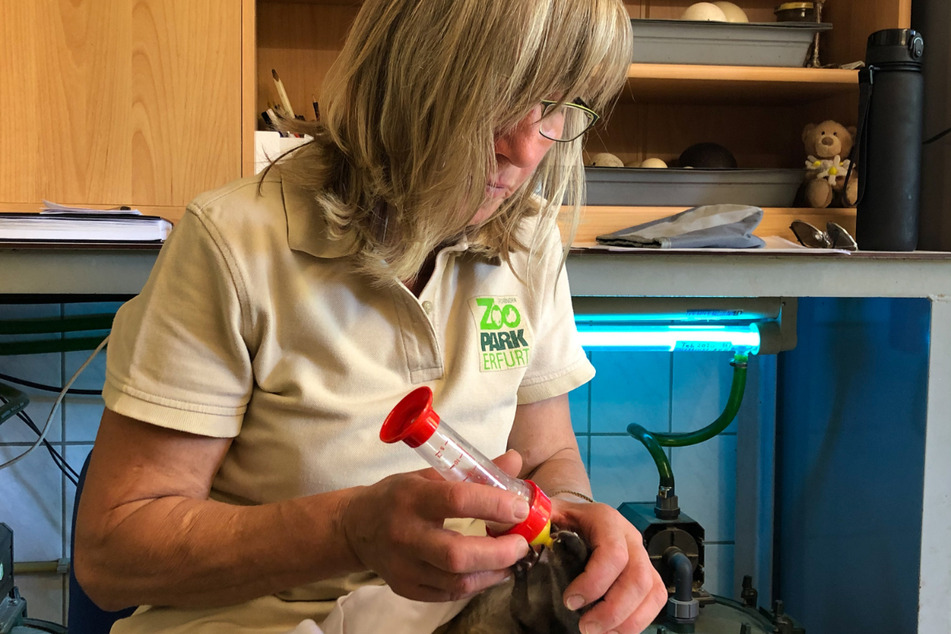 Tierpflegerin Susanne Meyer zieht das kleine Känguru mit der Flasche auf.