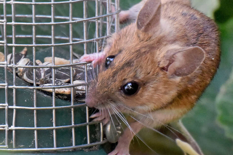 Durch Mäuse wird der Hantavirus übertragen. (Symbolbild)