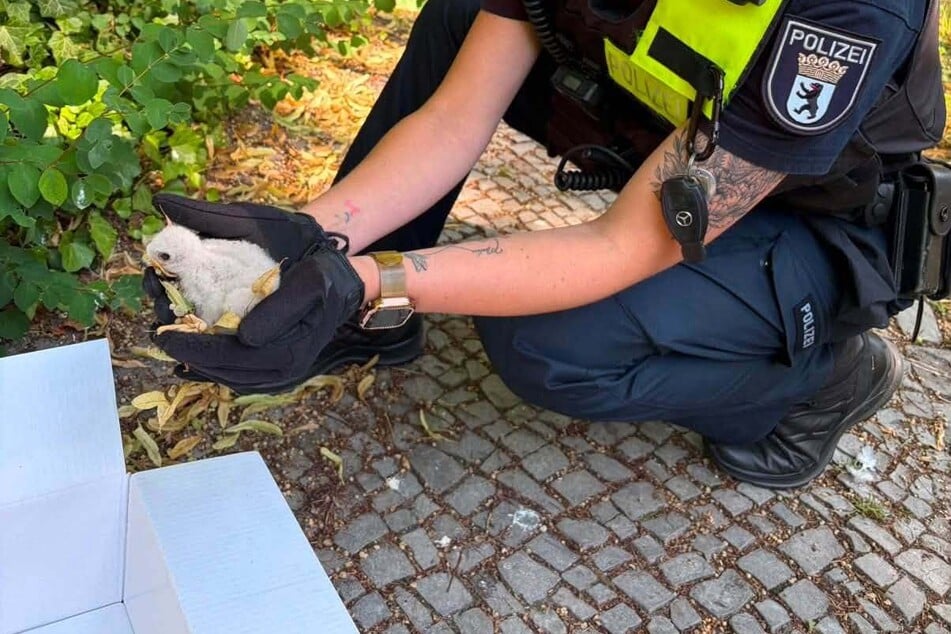 Die Polizei brachte das verletzte Küken in eine Tierklinik.