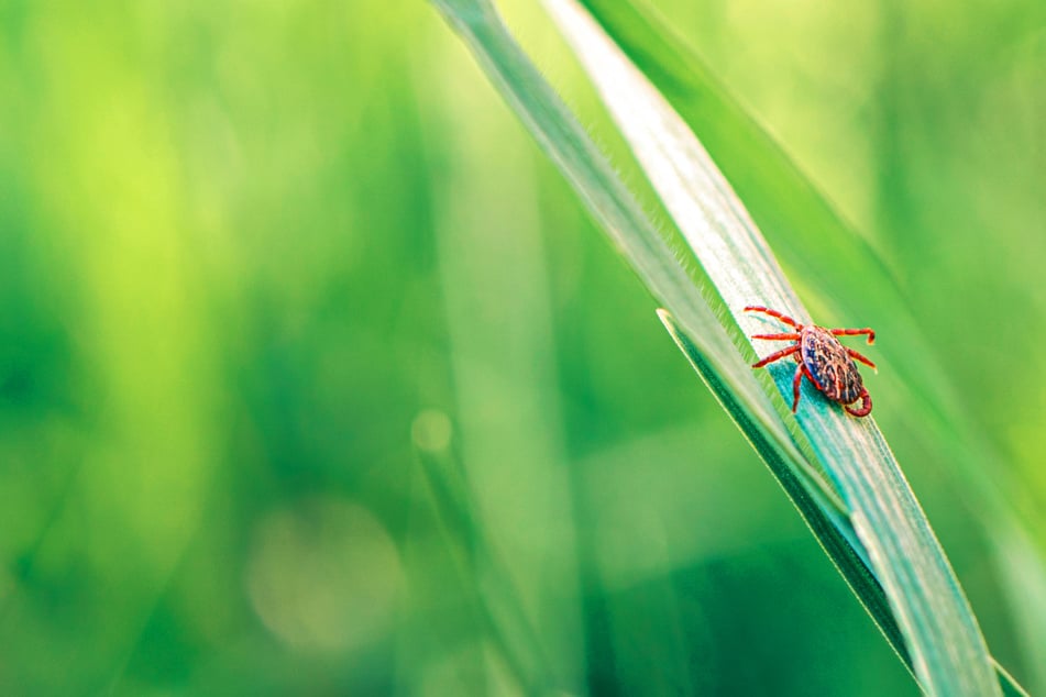 In diesen Gebieten sind Zecken gerade besonders gefährlich
