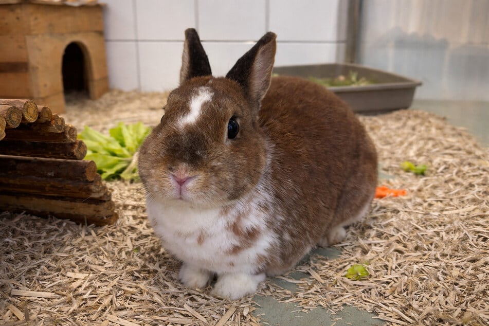 Max Musterbunny tęskni za towarzystwem królika.