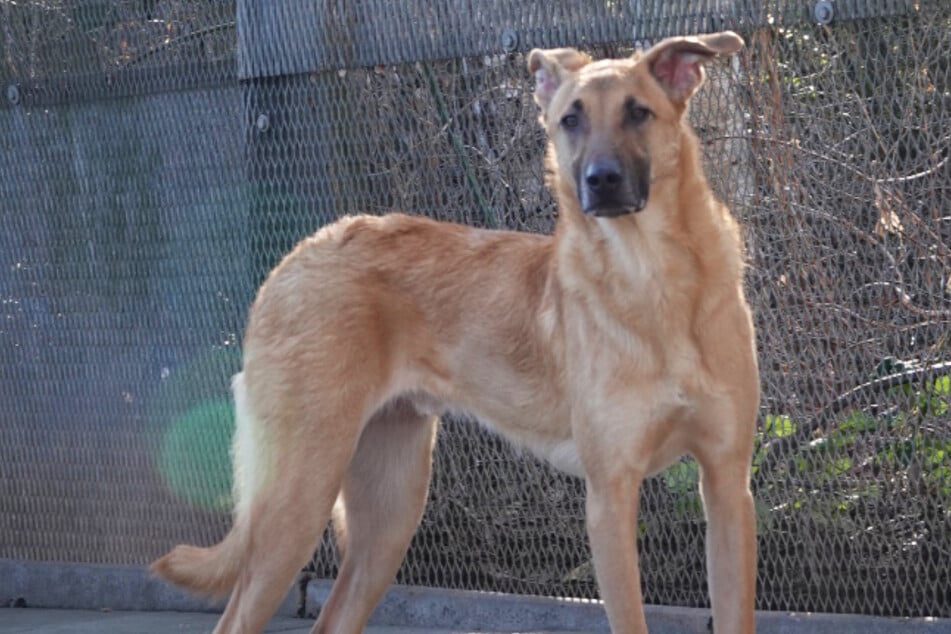 Hank ist ein stattlicher, aber ganz lieber Hund.