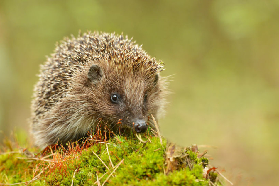 Igel sehen zwar süß aus, können aber auch offenbar fest zubeißen. (Symbolbild)
