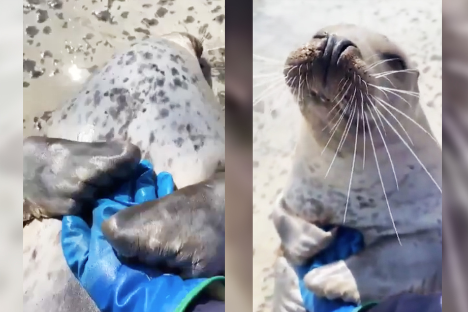 Als ein Tierschützer die Robbe streichelte, packte sie ihn sofort und lächelte.