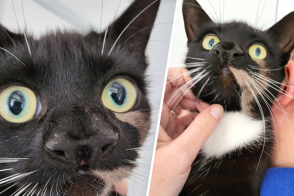 Cat with extra-large nose stuns rescuers after extraordinary discovery!