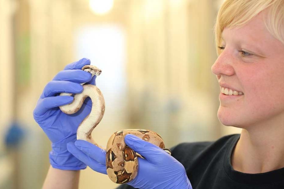 Tierpflegerin
Holzheuer (29) mit einer
der 18 Jungschlangen.
Die Sorte Boa constrictor emperator wird
knapp zwei Meter lang.