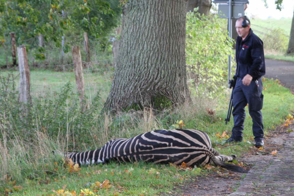 Entlaufenes Zebra nach Unfall auf A20 erschossen
