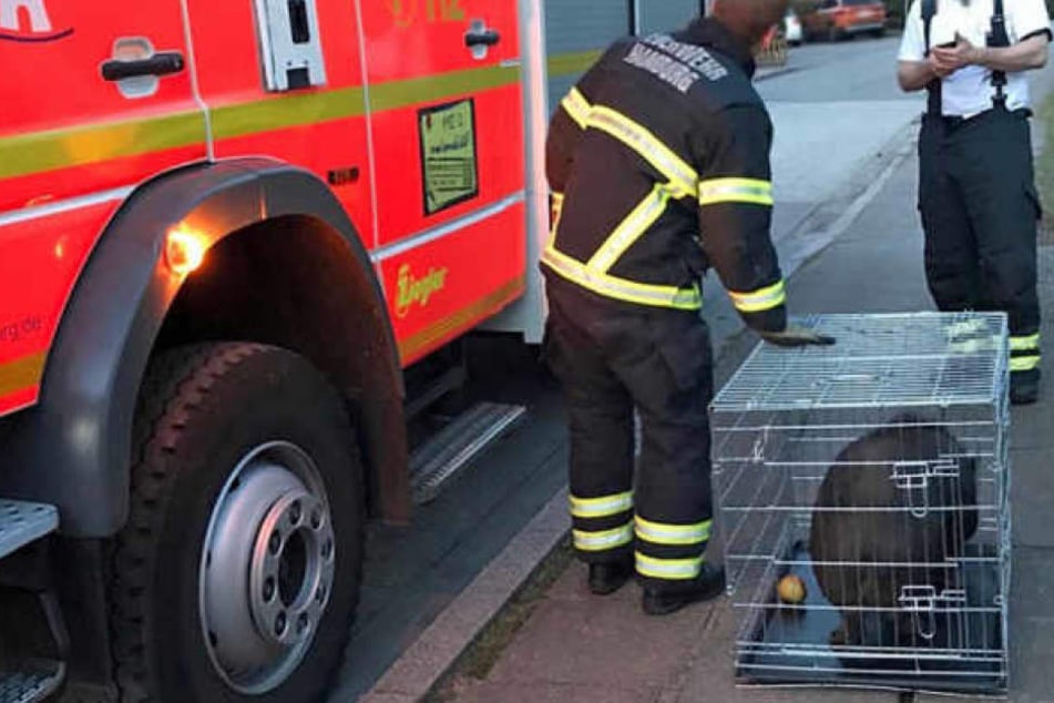 Das Schwein wurde ins Tierheim Süderstraße gebracht.