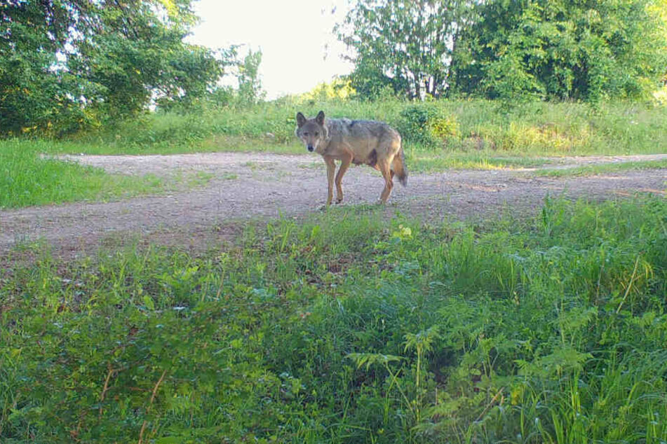 Die Wölfin lebt seit Jahren in Ohrdruf, bekam Nachwuchs mit einem Haushund.