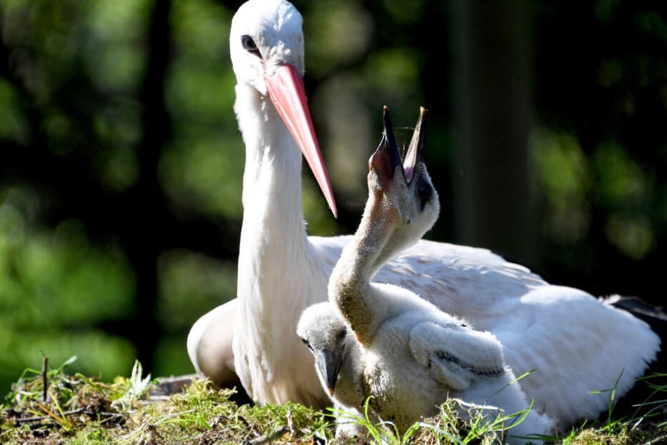 Zwei Storchenküken sitzen im Wildpark Eekholt neben ihrer Storchenmutter im Nest.