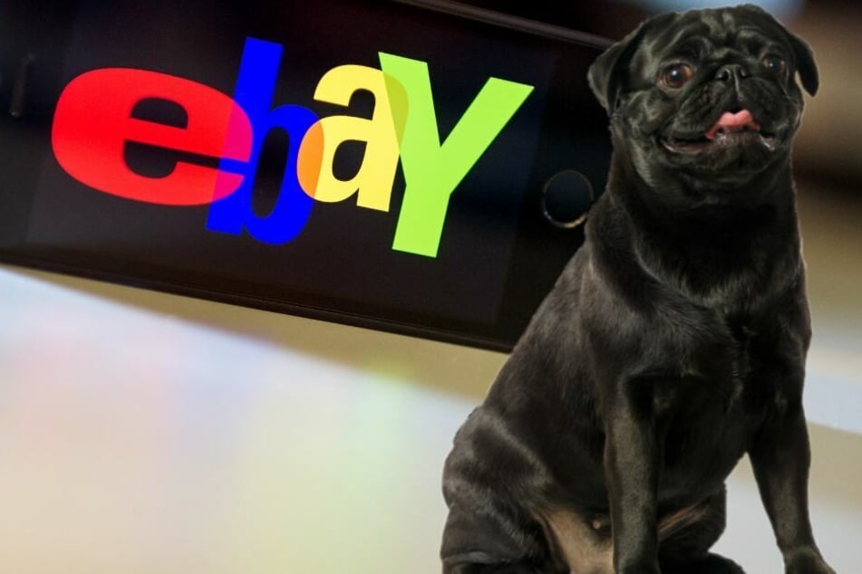 Über Ebay wurde die Hündin verkauft. (Symbolbild)