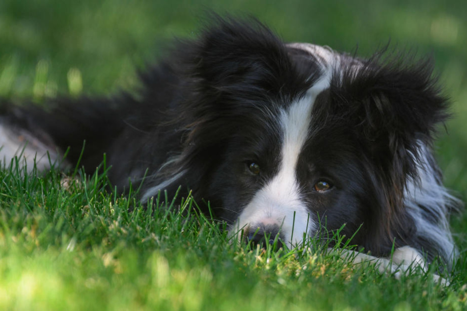 Ein solcher Border Collie hatte mehrere der präparierten Fleischbällchen gegessen und musste operiert werden. (Symbolbild)