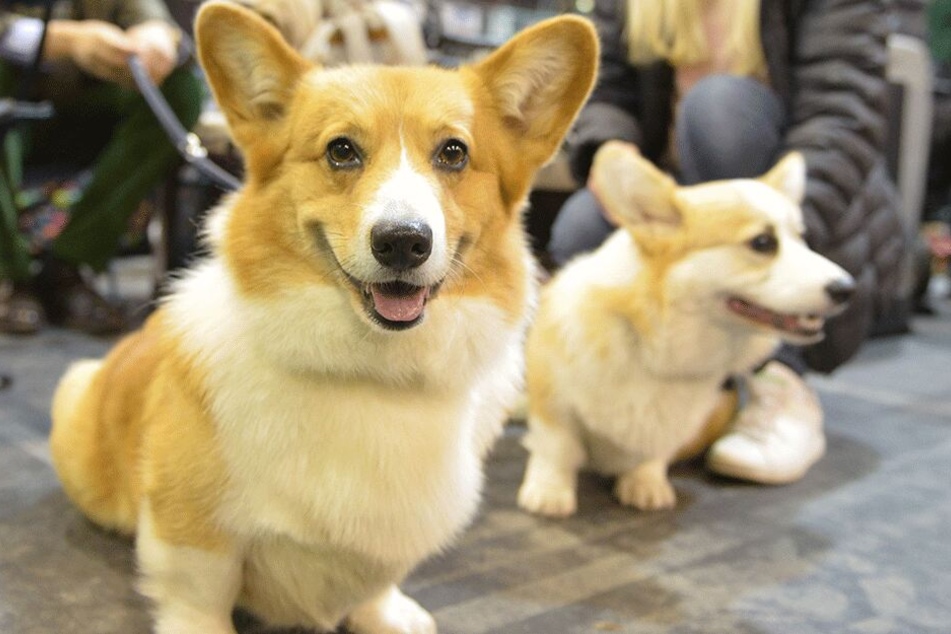 Da freut sich der Pembroke Welsh Corgi Kalle: Auch er war bei der 10. internationalen Rassehunde-Ausstellung in der Messe Chemnitz (F.l.) dabei.