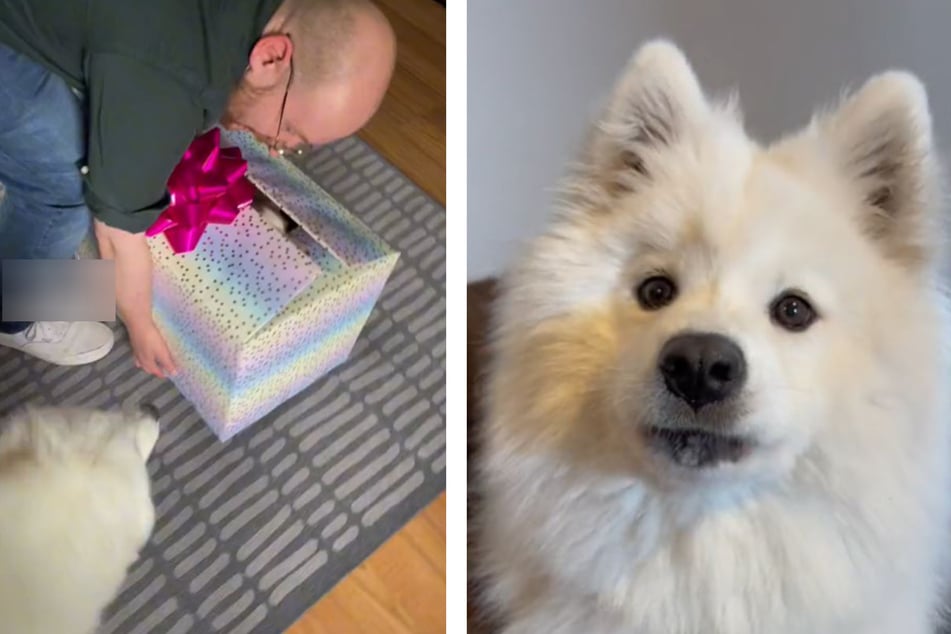 Mann lässt Hund an Geschenkbox schnuppern: Was dann folgt, lässt Herzen schmelzen