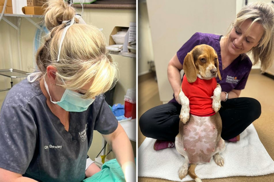 Trächtige Hündin wird geröntgt: Beim Blick aufs Bild macht das Team große Augen