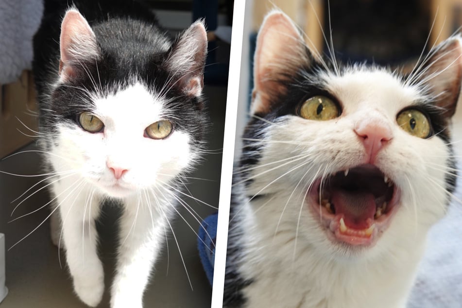Katze Lili hat zwar schon 14 Jahre auf dem Buckel, aber dennoch noch ganz viel Liebe und Lebensfreunde zu geben.
