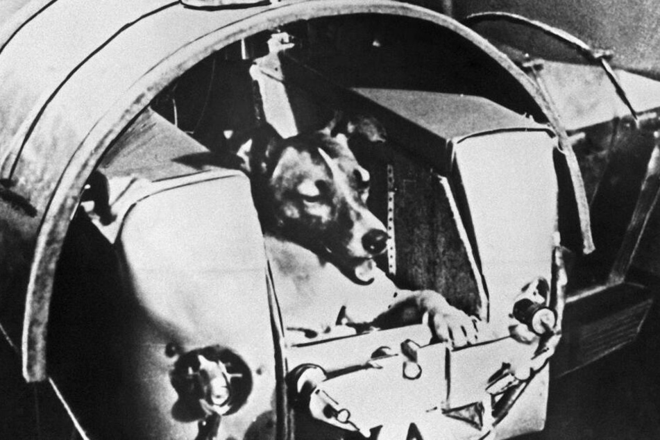Nach monatelangen Tests in Druckkabinen war Laika das erste Lebewesen im All.