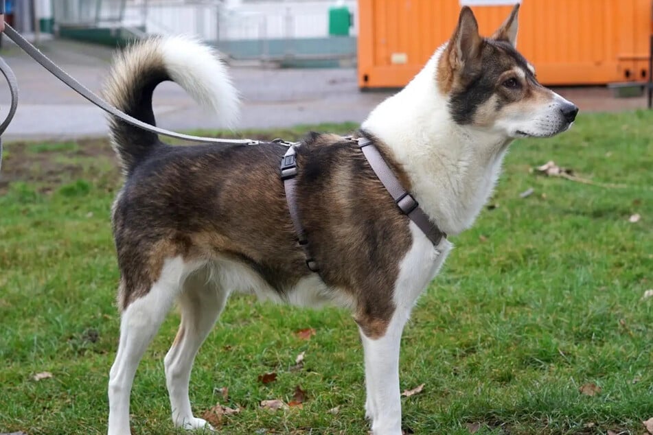 Der Rüde hate eine Schulterhöhe von knapp 60 Zentimetern.