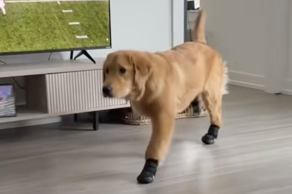 Bei jedem Schritt zog Golden Retriever Teddy seine Beine so hoch er nur konnte.