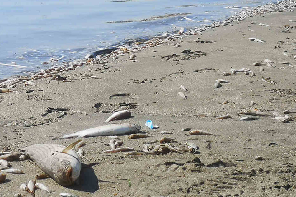 Zehntausende tote Fische an Land gespült: Strand in Spanien steht vor Kollaps