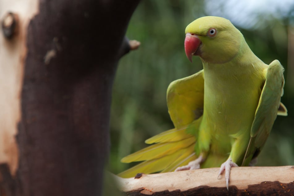Papagei beobachtet Mord und verrät den Täter - Der bekommt lebenslänglich