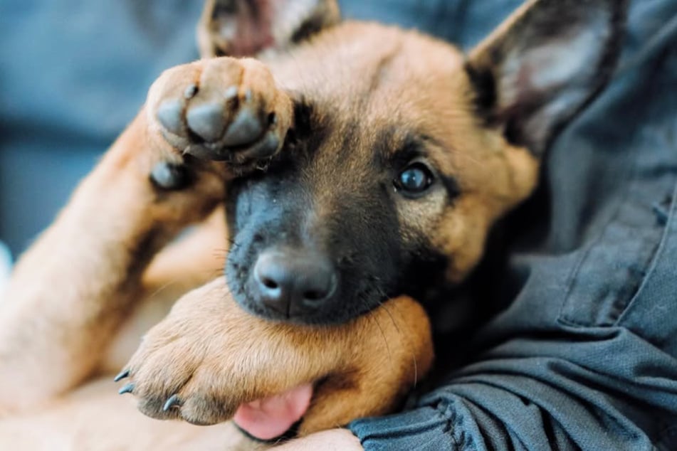 Keine Frage: "Action" ist ein äußerst süßer junger Hund, doch schon bald wird er ein ernstzunehmender Polizeihund sein.