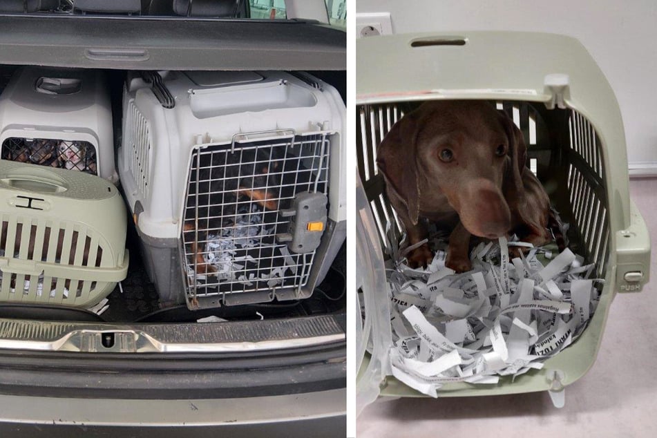 Dackel-Welpen an sächsischer Grenze "verhaftet"