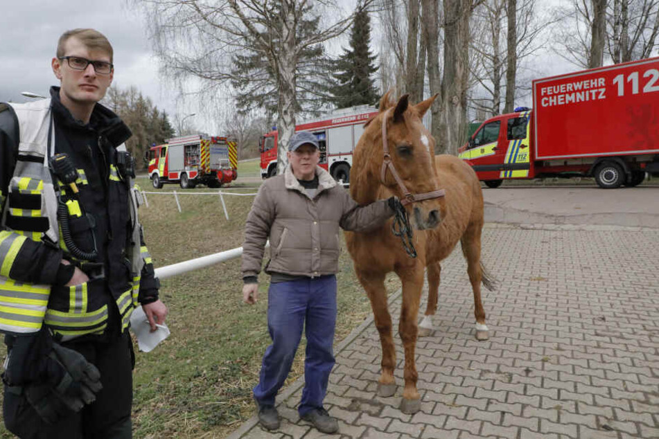 Der Besitzer war froh, sein "altes Mädchen", wieder putzmunter zu sehen.