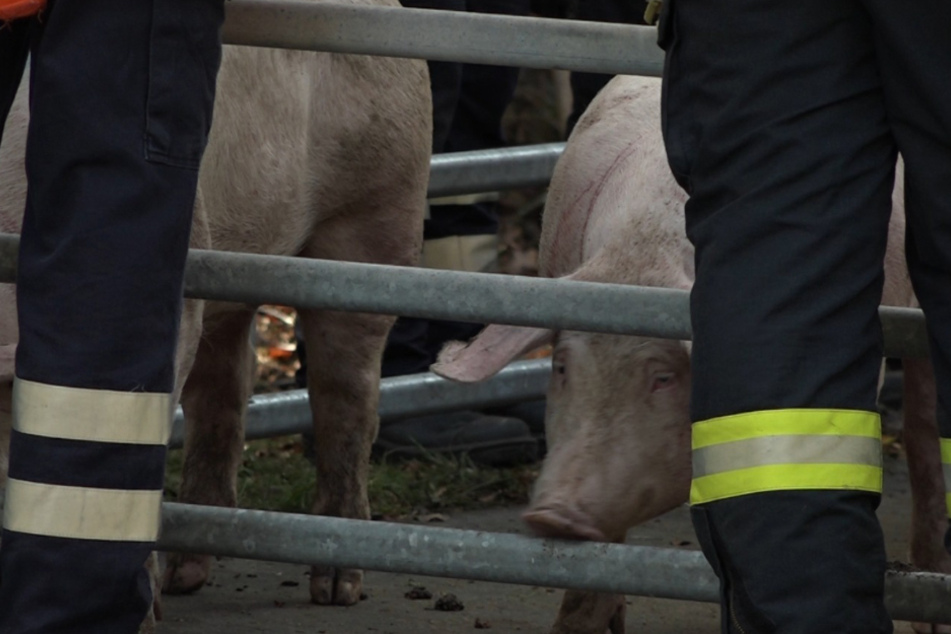 Zahlreiche Schweine bezahlten den Unfall mit ihrem Leben.