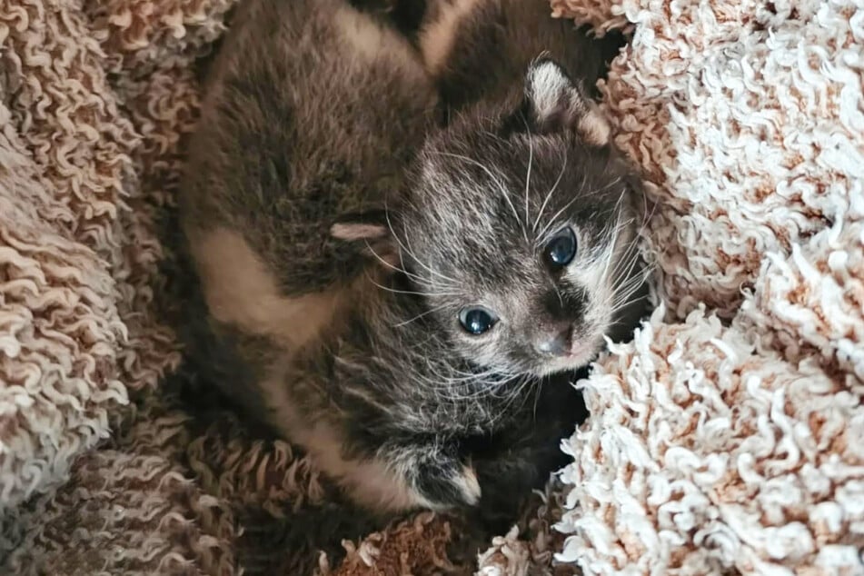 Die beiden Katzenbabys kuscheln sich eng zusammen, sie haben nur noch sich.