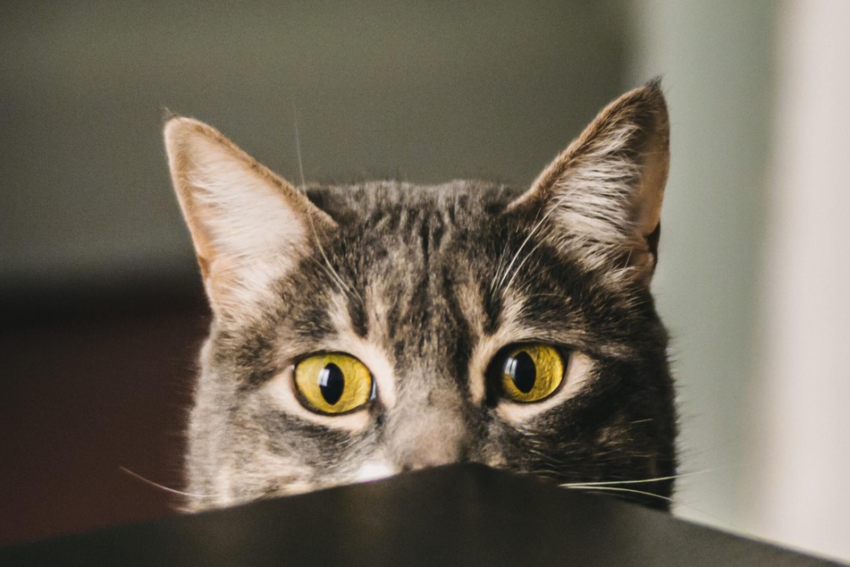 Katzen beschäftigen: Spielideen für Wohnungskatzen