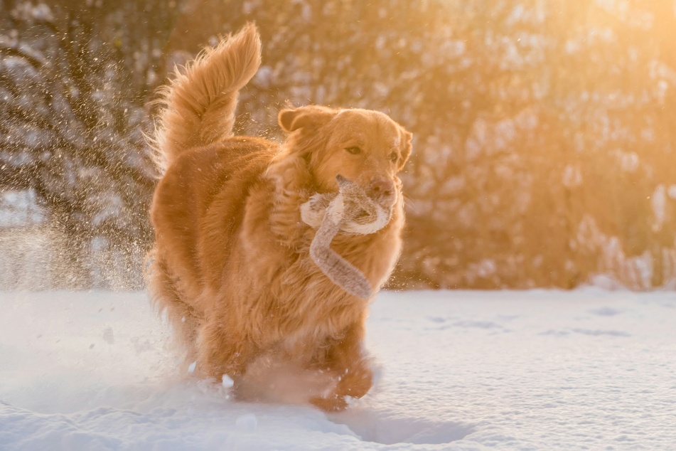 Is there any dog breed more iconic and wonderful than the Golden Retriever?