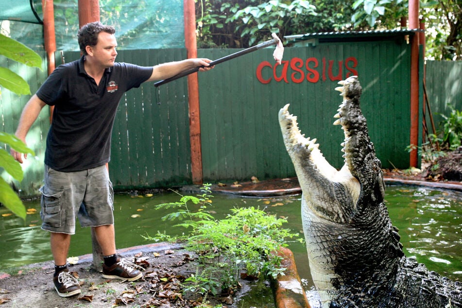 Cassius was the world's biggest crocodile held in captivity.